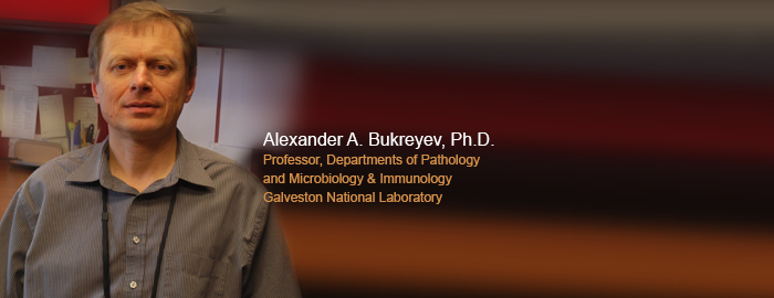 UTMB researchers receive over $6 million to develop treatment for deadly Ebola and Marburg viruses