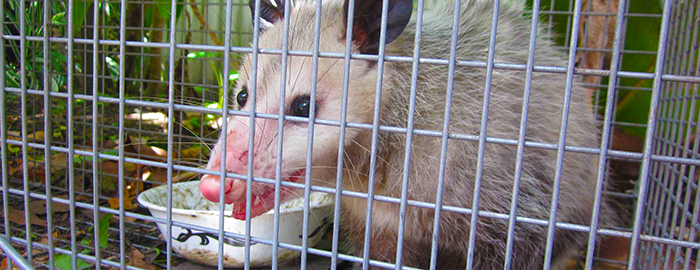 Disease transferred by fleas on rats, opossums found in Galveston County